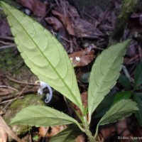 Impatiens cornigera Arn.